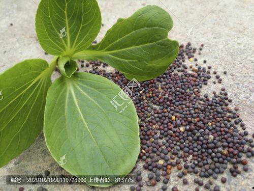 菜种子图片,品种多样，营养丰富的蔬菜种植指南